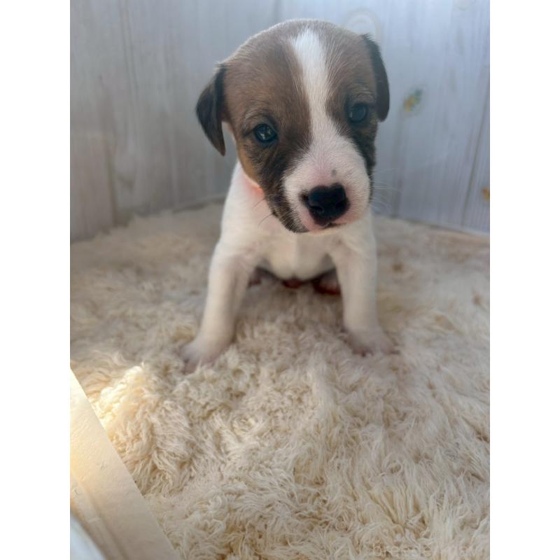 成約済の群馬県のジャックラッセルテリア-425404