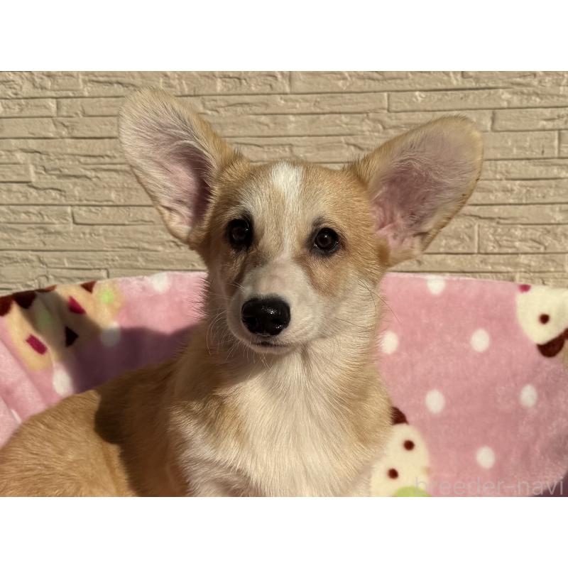 販売中の岡山県のウェルシュコーギーペンブローク-425408の3枚目