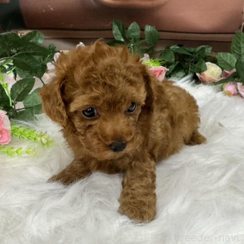 販売中の広島県のタイニープードル-421678の9枚目