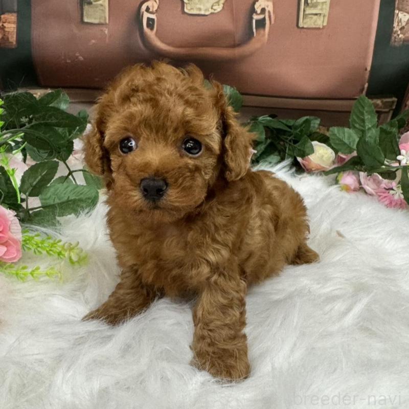 販売中の広島県のタイニープードル-421678の8枚目