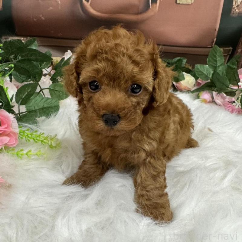 販売中の広島県のタイニープードル-421678の7枚目