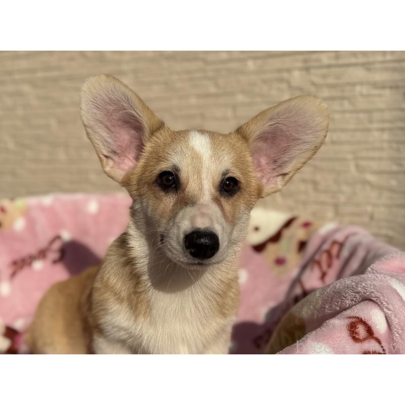 販売中の岡山県のウェルシュコーギーペンブローク-425408の2枚目