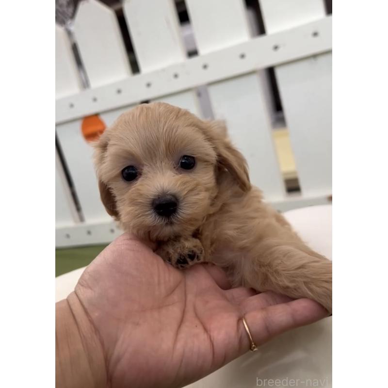 販売中の福岡県のマルプー:マルチーズ×トイプードル-425407の3枚目