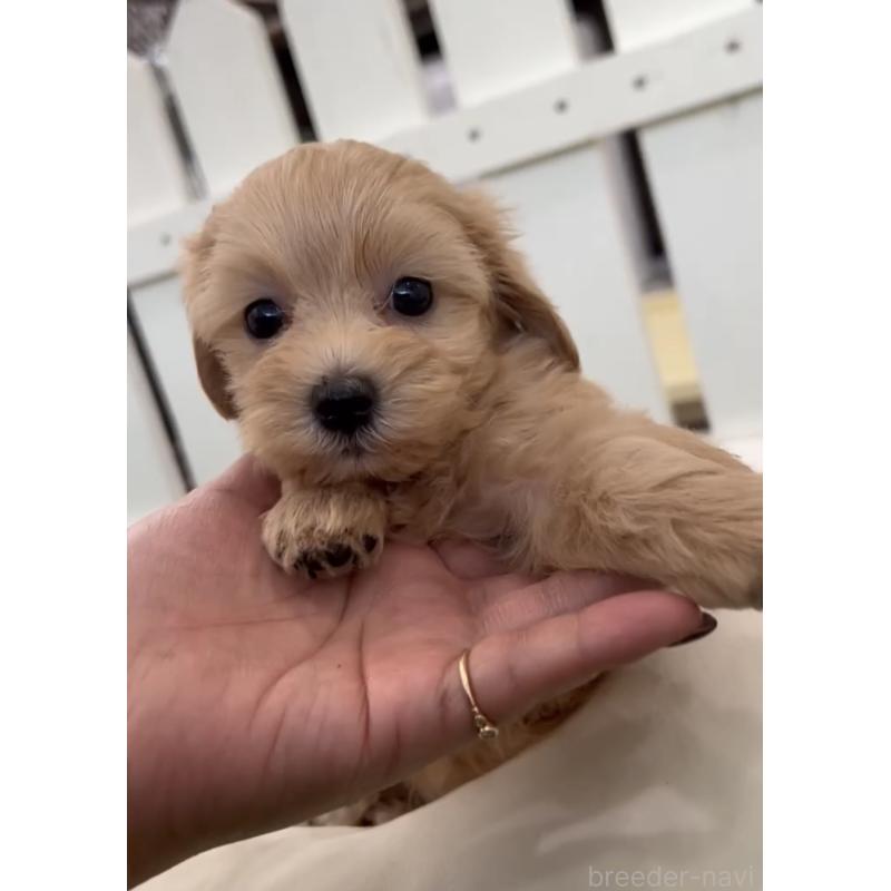 販売中の福岡県のマルプー:マルチーズ×トイプードル-425407の2枚目