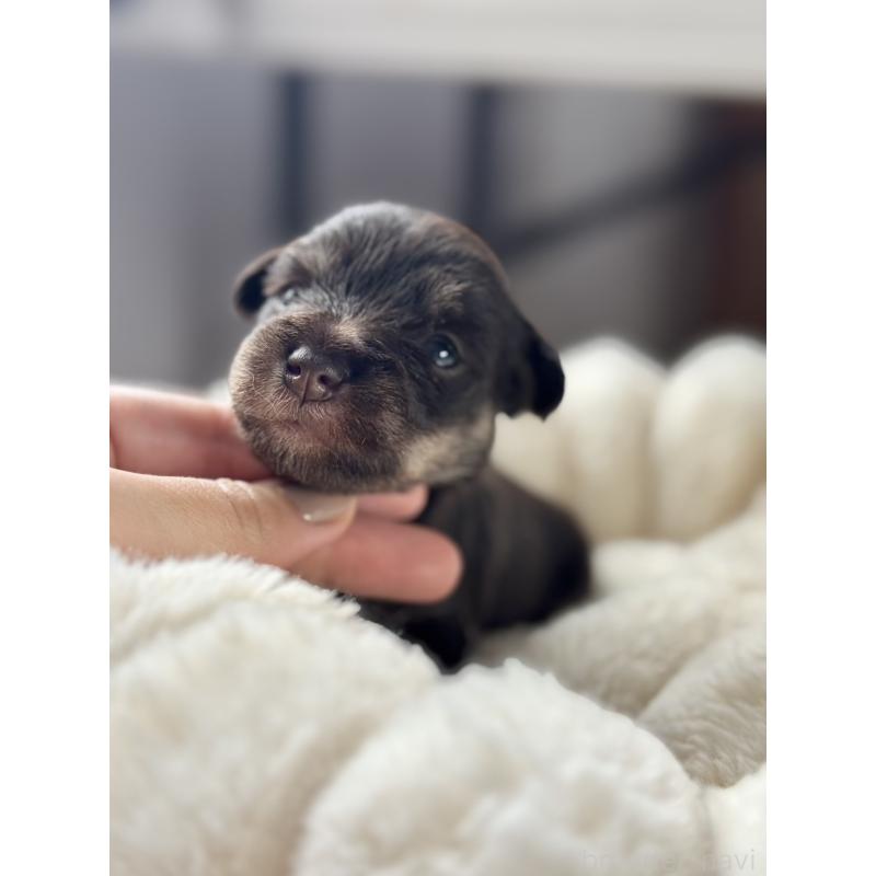 販売中の栃木県のミニチュアシュナウザー-425409の7枚目