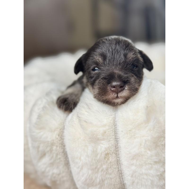 販売中の栃木県のミニチュアシュナウザー-425409の6枚目