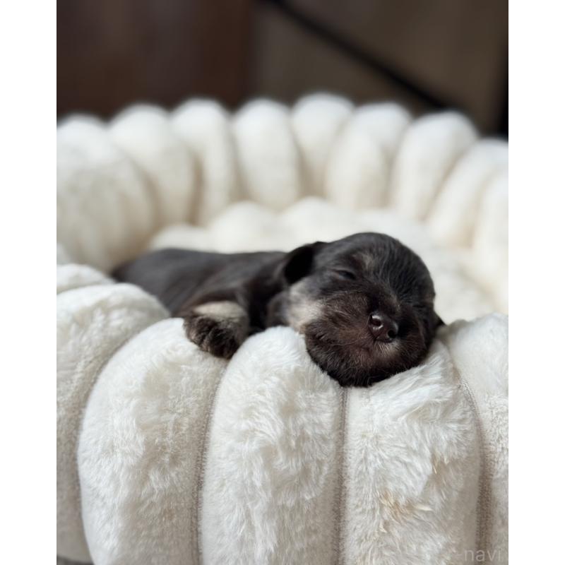 販売中の栃木県のミニチュアシュナウザー-425409の5枚目