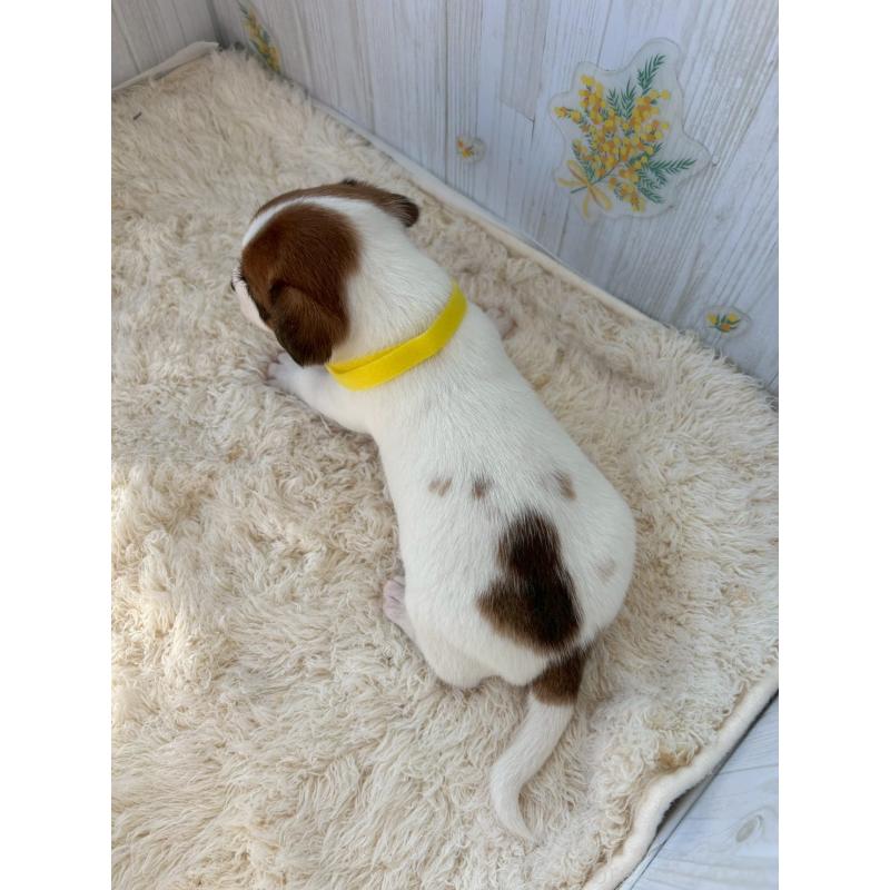 販売中の群馬県のジャックラッセルテリア-425406の3枚目