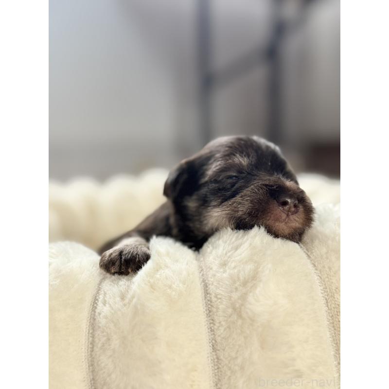 販売中の栃木県のミニチュアシュナウザー-425409の4枚目