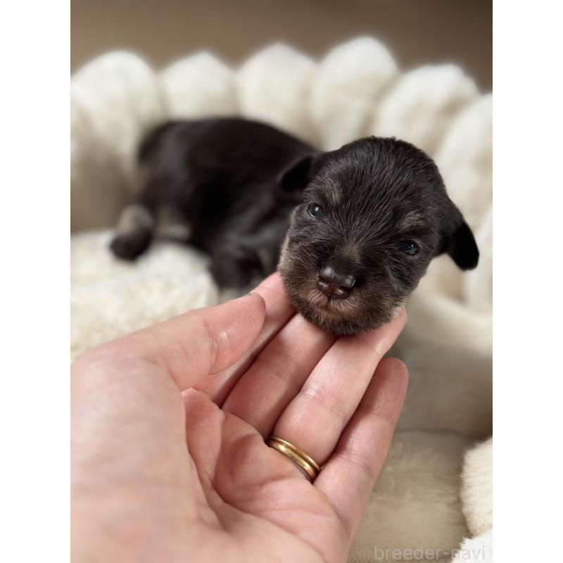 販売中の栃木県のミニチュアシュナウザー-425409の3枚目