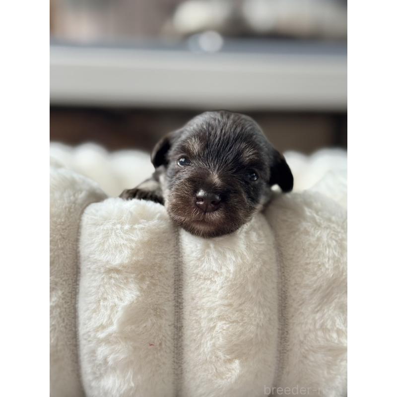 販売中の栃木県のミニチュアシュナウザー-425409の2枚目