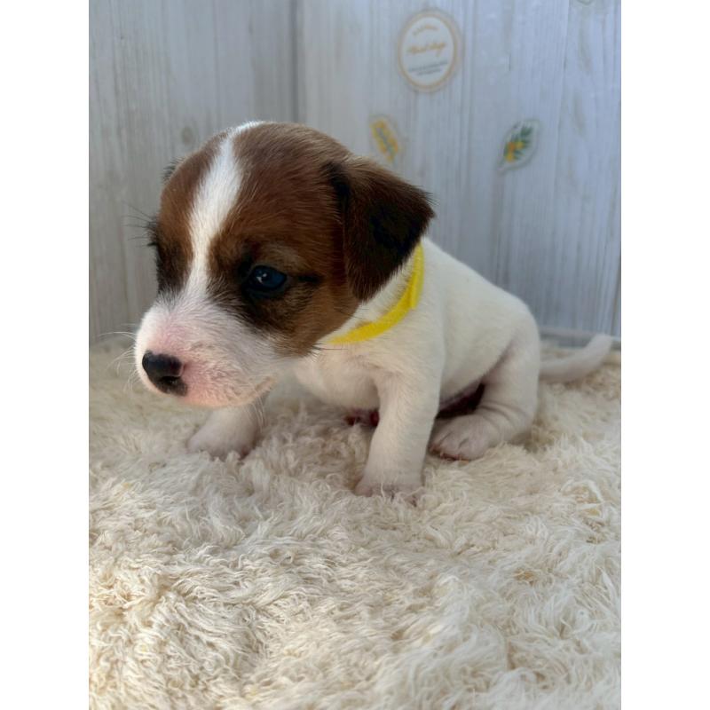 販売中の群馬県のジャックラッセルテリア-425406の2枚目