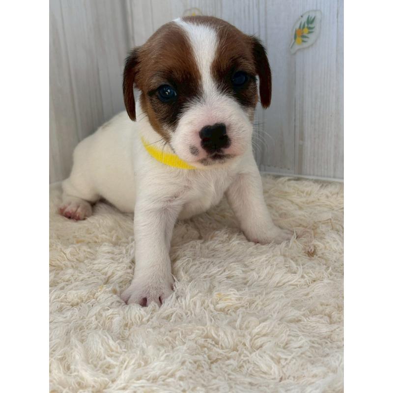 販売中の群馬県のジャックラッセルテリア-425406