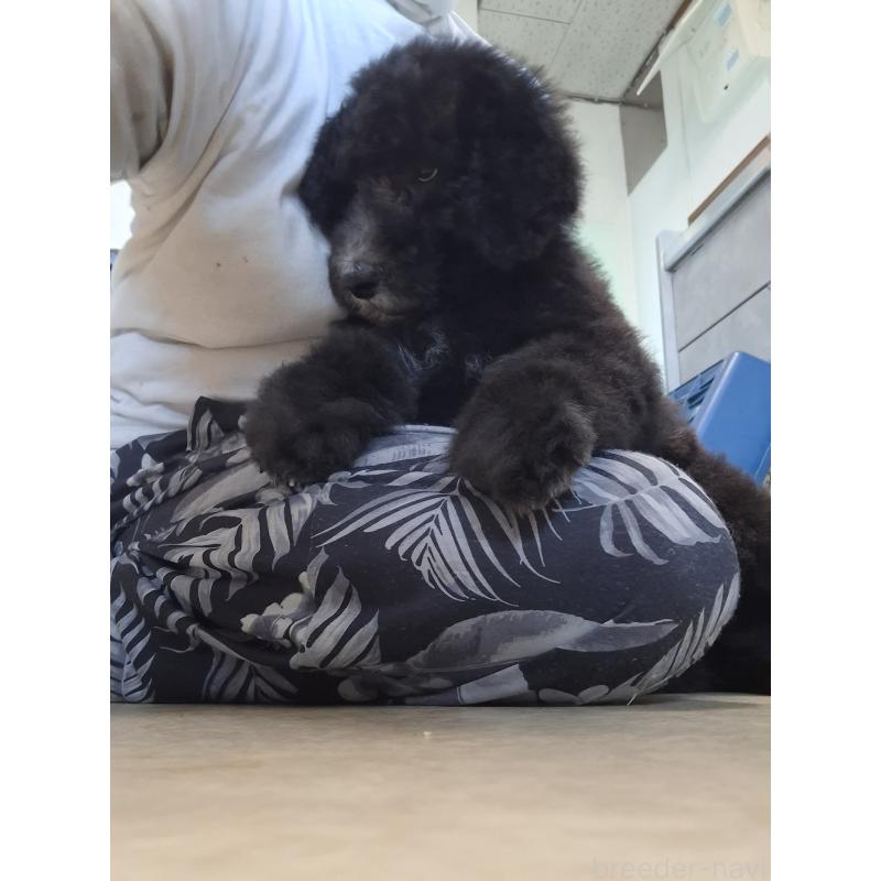 販売中の群馬県のスタンダードプードル-417099の4枚目