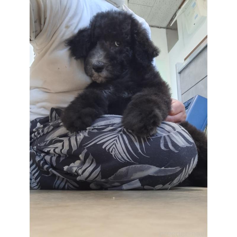 販売中の群馬県のスタンダードプードル-417099の2枚目