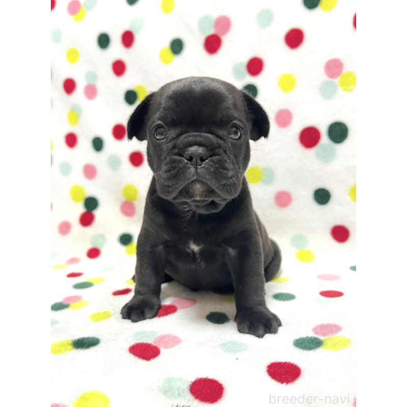 販売中の香川県のフレンチブルドッグ-425405の1枚目