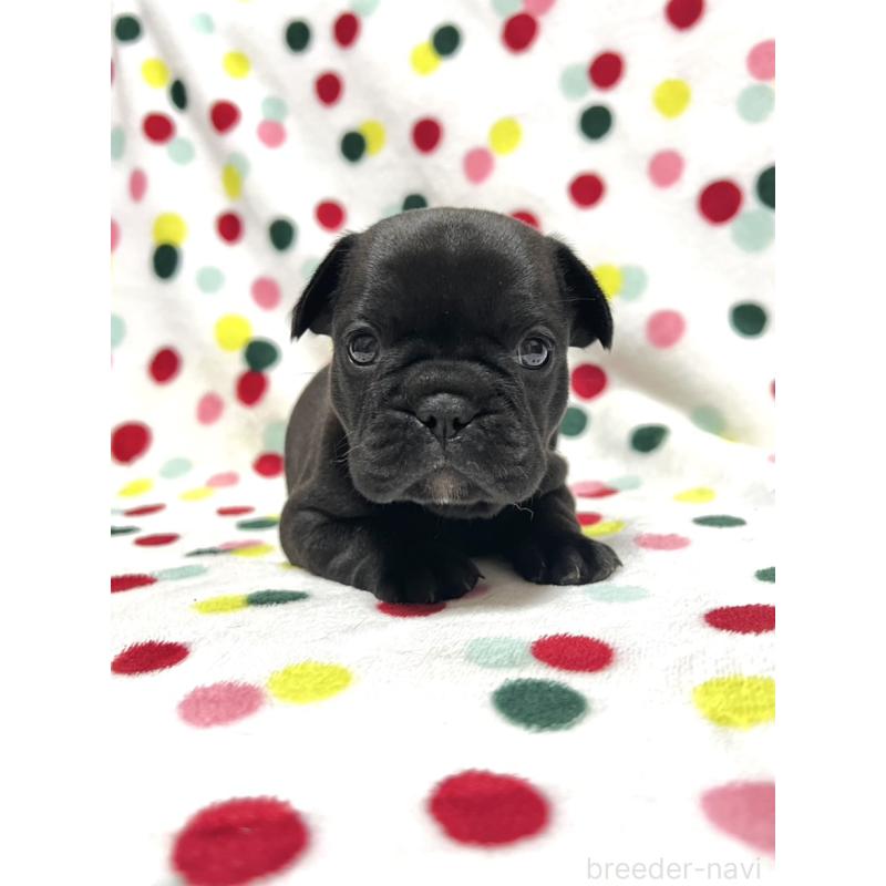 販売中の香川県のフレンチブルドッグ-425405の4枚目