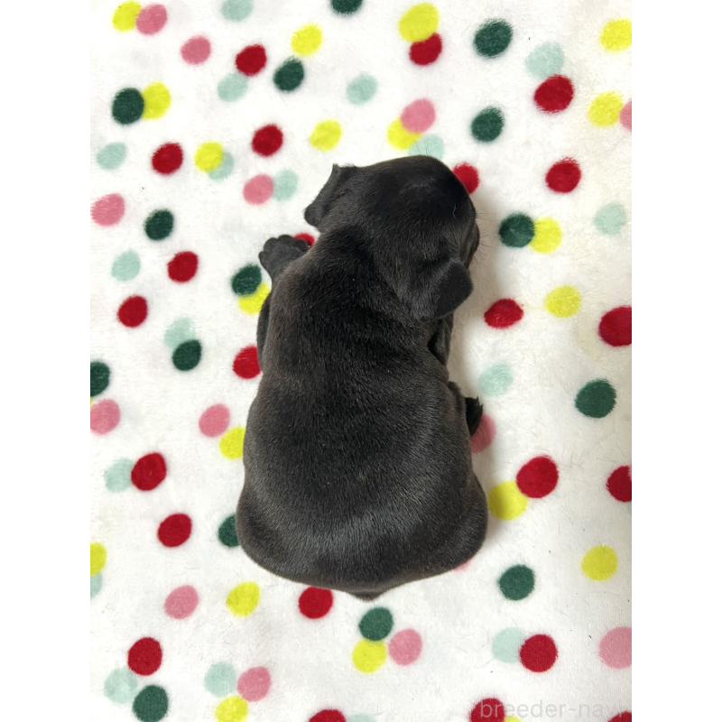 販売中の香川県のフレンチブルドッグ-425405の2枚目