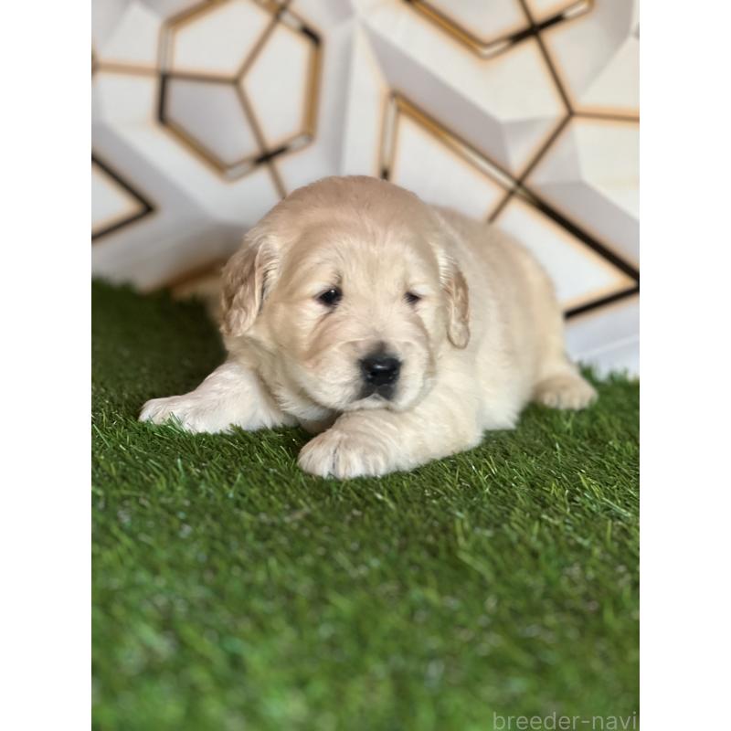 販売中の静岡県のゴールデンレトリーバー-425410の6枚目