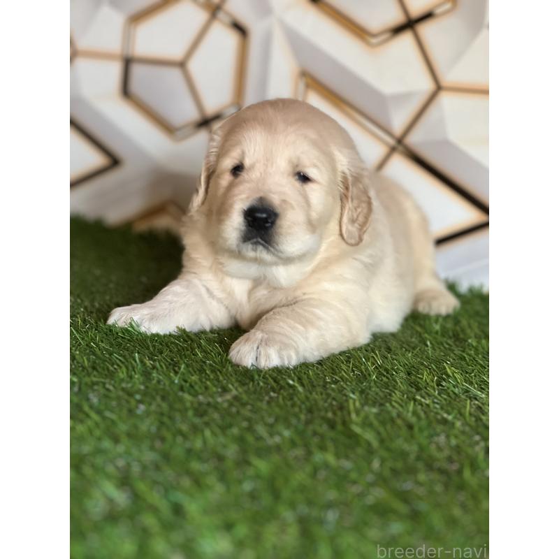販売中の静岡県のゴールデンレトリーバー-425410の5枚目