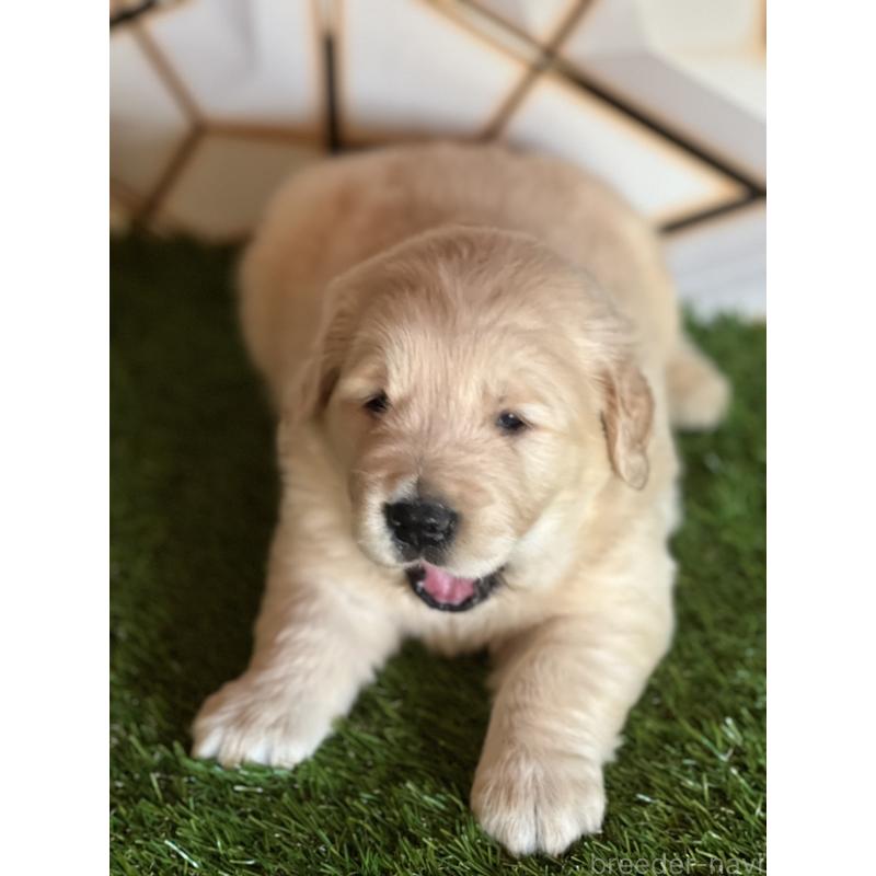 販売中の静岡県のゴールデンレトリーバー-425410の4枚目