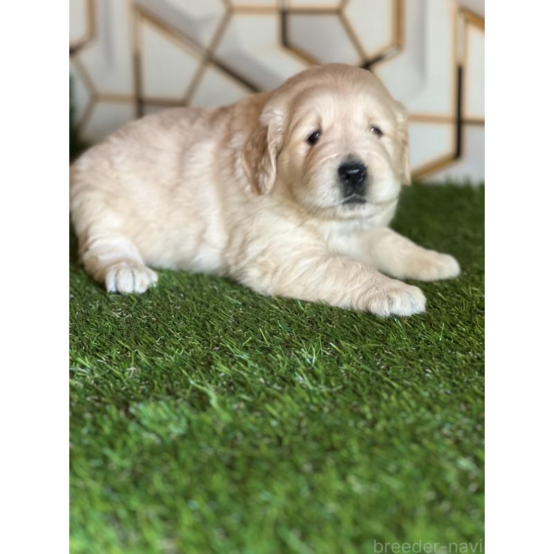 販売中の静岡県のゴールデンレトリーバー-425410の3枚目