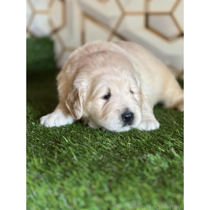 販売中の静岡県のゴールデンレトリーバー-425410の2枚目