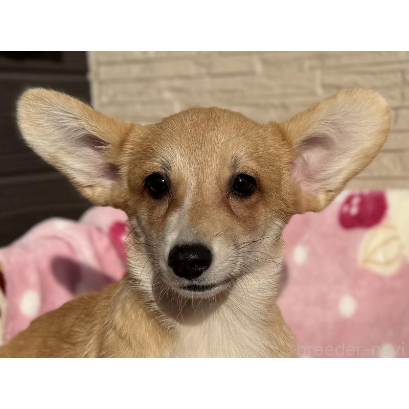 販売中の岡山県のウェルシュコーギーペンブローク-425412の4枚目