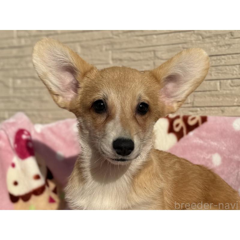 販売中の岡山県のウェルシュコーギーペンブローク-425412の3枚目