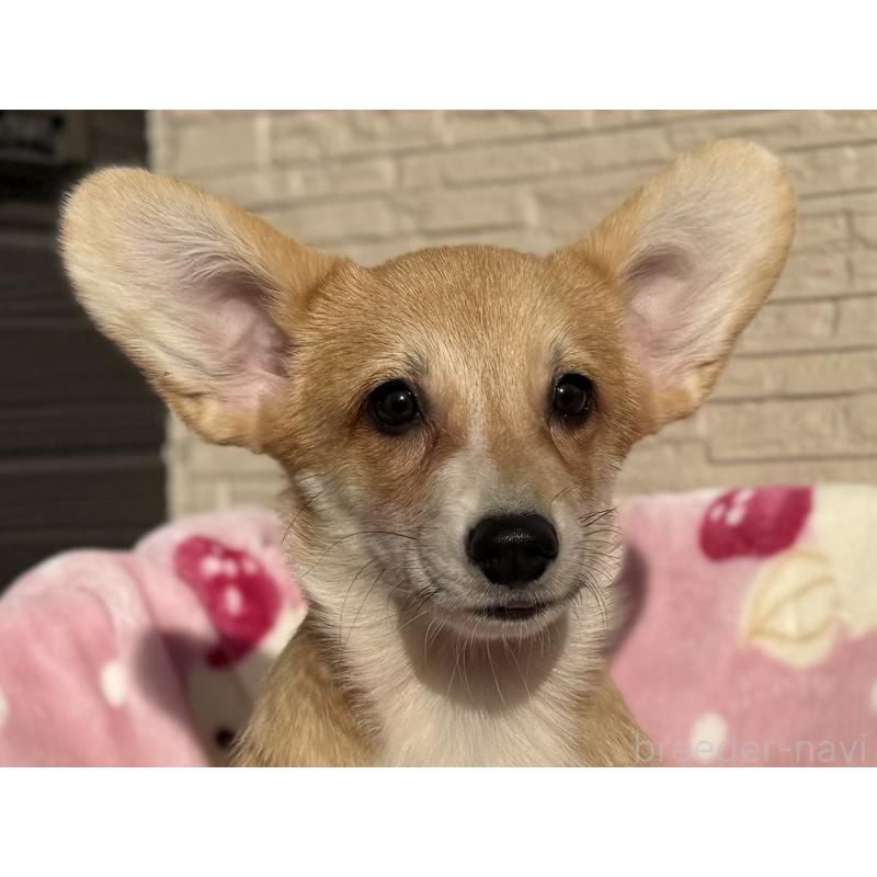 販売中の岡山県のウェルシュコーギーペンブローク-425412の2枚目