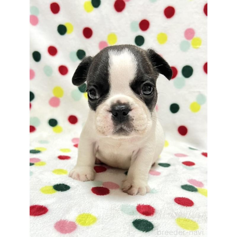 成約済の香川県のフレンチブルドッグ-425411の5枚目