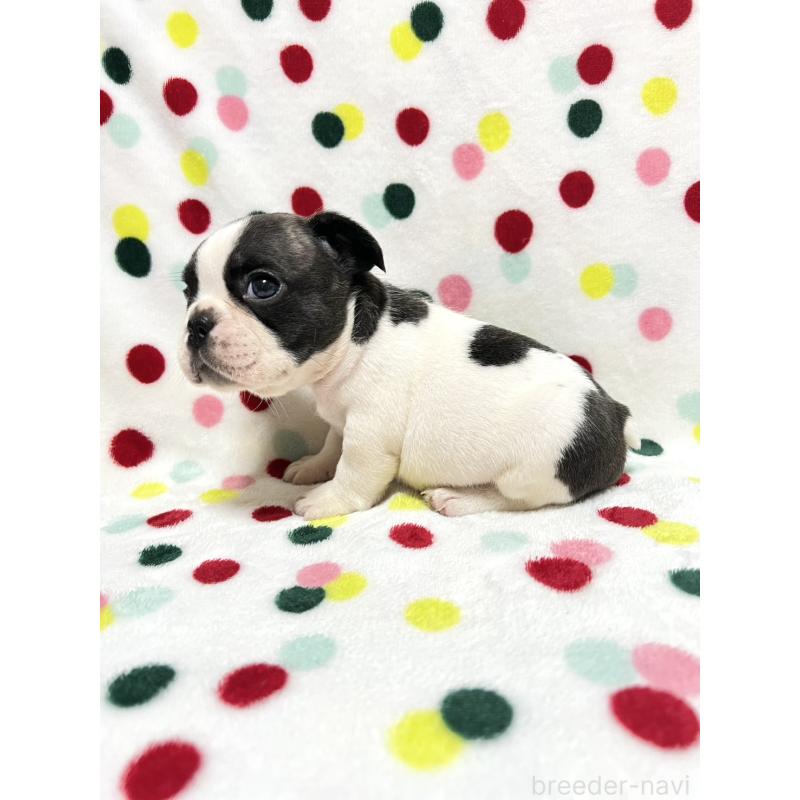 成約済の香川県のフレンチブルドッグ-425411の4枚目