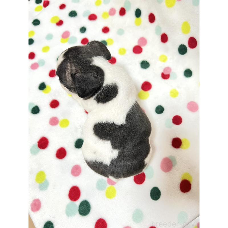 成約済の香川県のフレンチブルドッグ-425411の3枚目