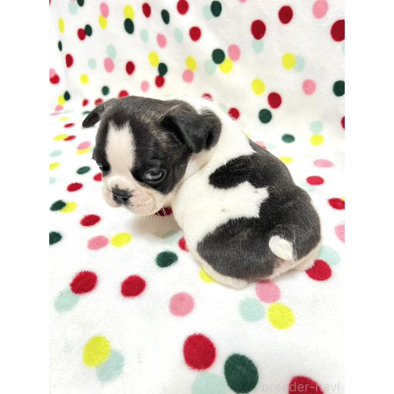 成約済の香川県のフレンチブルドッグ-425411の2枚目