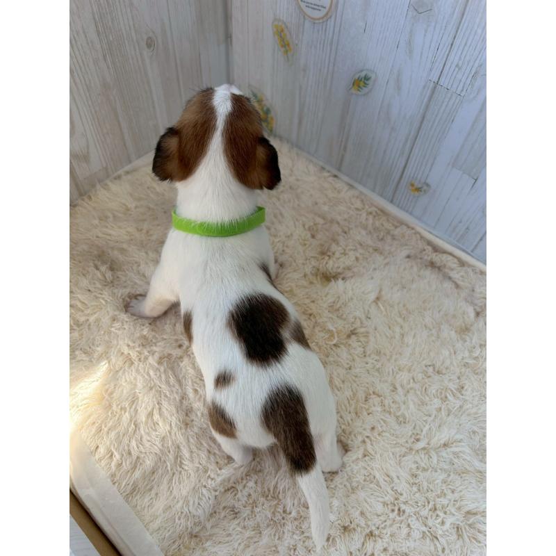 販売中の群馬県のジャックラッセルテリア-425413の4枚目