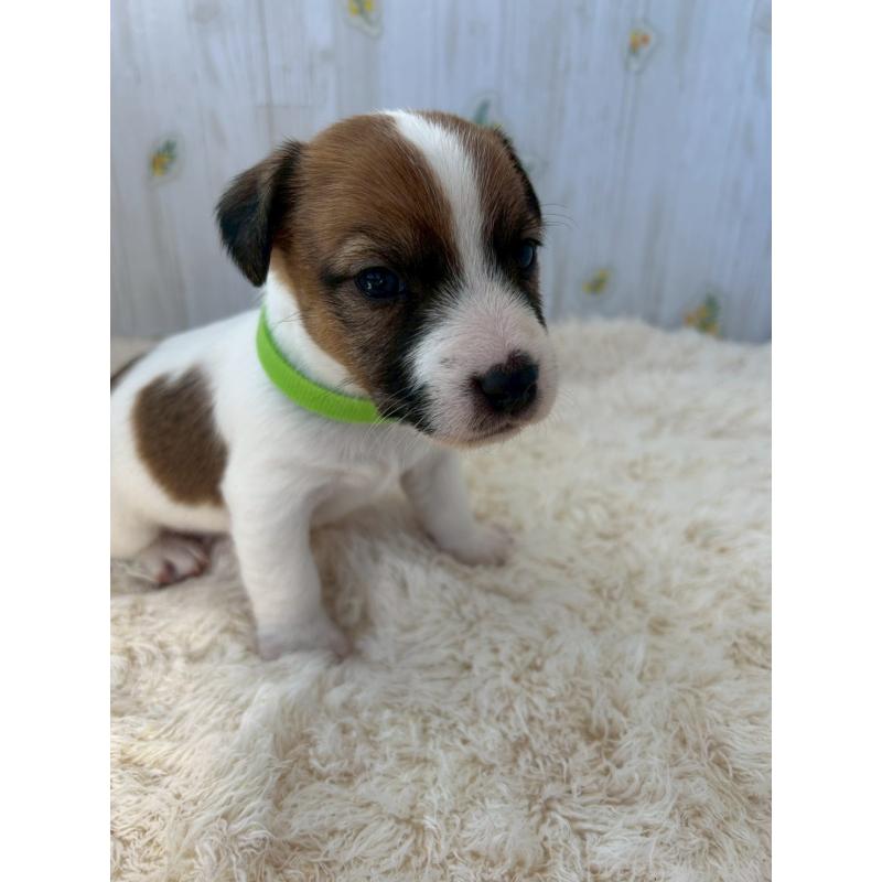 販売中の群馬県のジャックラッセルテリア-425413の3枚目