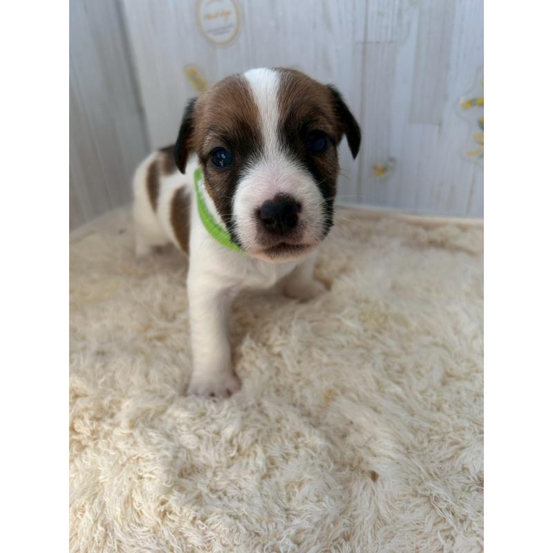 販売中の群馬県のジャックラッセルテリア-425413の2枚目