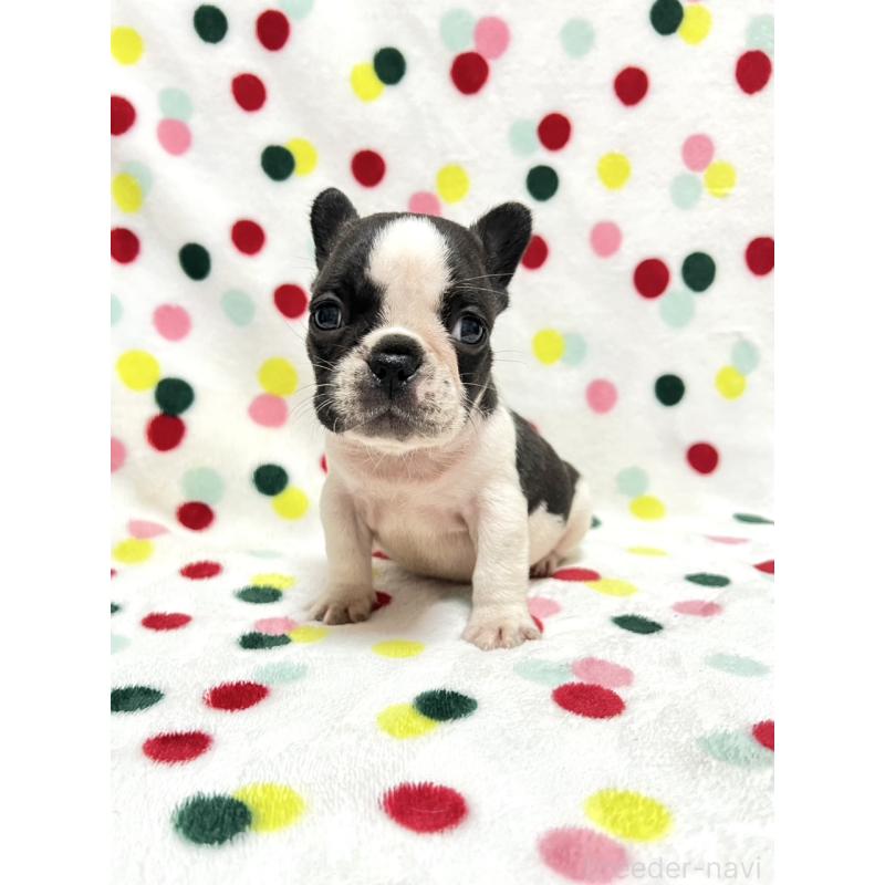 成約済の香川県のフレンチブルドッグ-425414の4枚目