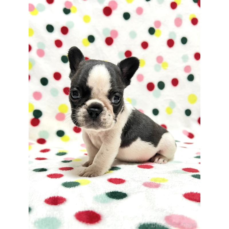 成約済の香川県のフレンチブルドッグ-425414の1枚目