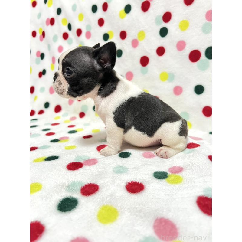 成約済の香川県のフレンチブルドッグ-425414の3枚目