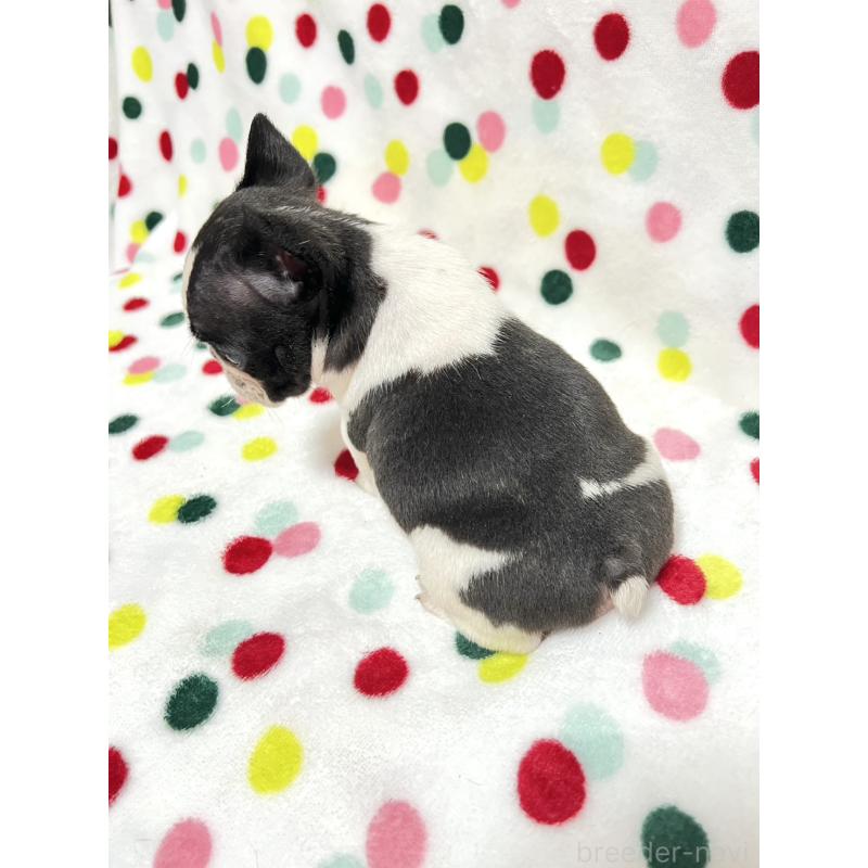 成約済の香川県のフレンチブルドッグ-425414の2枚目