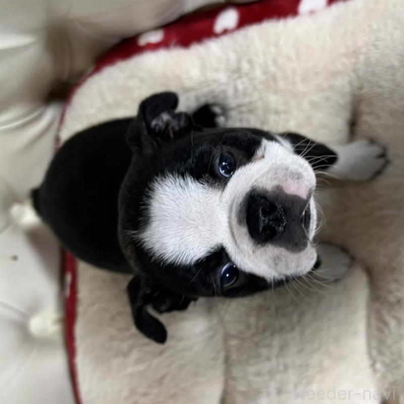 販売中の香川県のボストンテリア-425415の11枚目