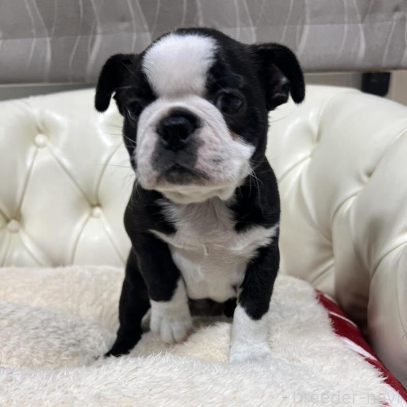 販売中の香川県のボストンテリア-425415の10枚目