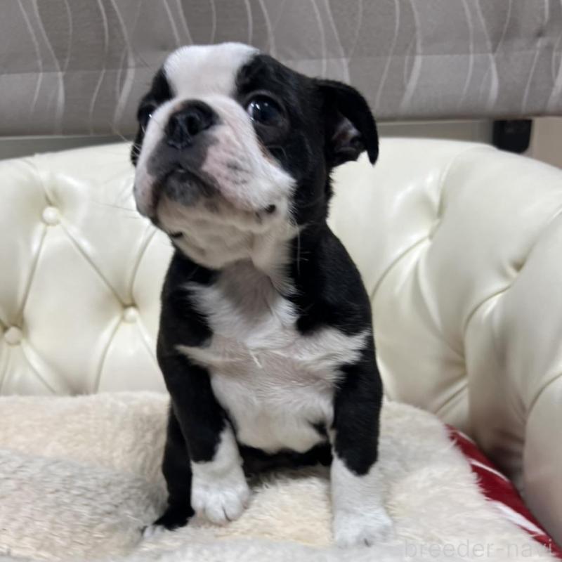 販売中の香川県のボストンテリア-425415の9枚目