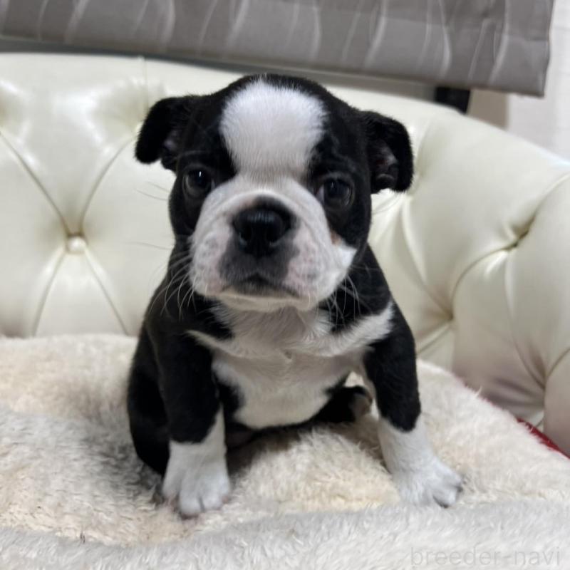 販売中の香川県のボストンテリア-425415の8枚目