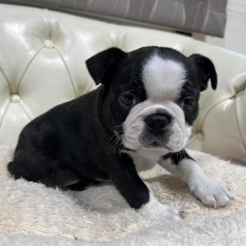 販売中の香川県のボストンテリア-425415の7枚目