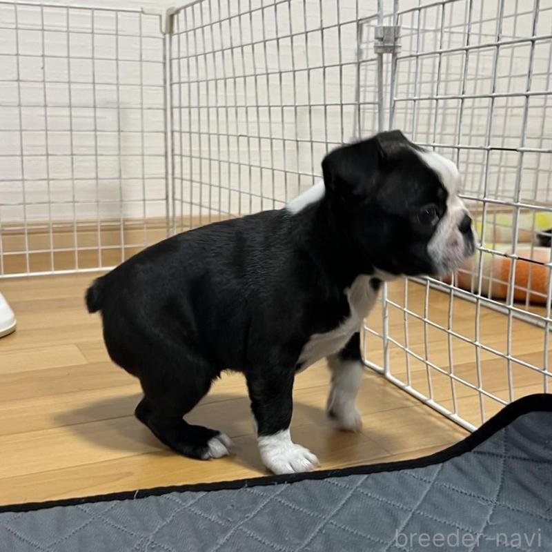 販売中の香川県のボストンテリア-425415の6枚目