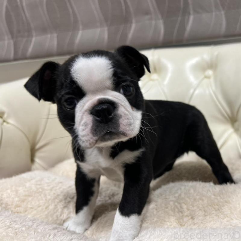 販売中の香川県のボストンテリア-425415の5枚目