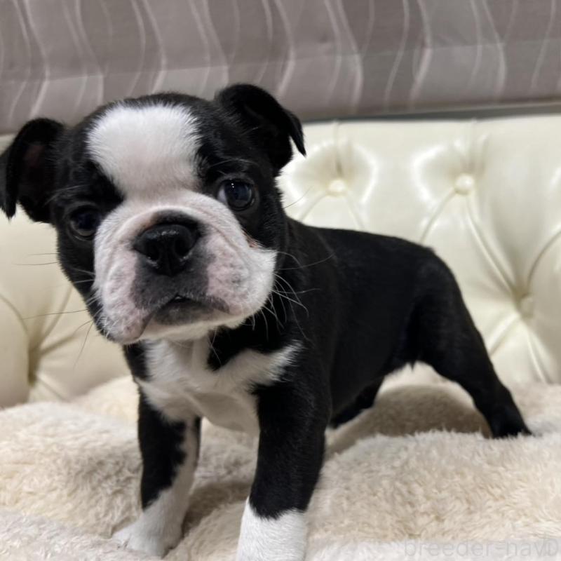 販売中の香川県のボストンテリア-425415の4枚目