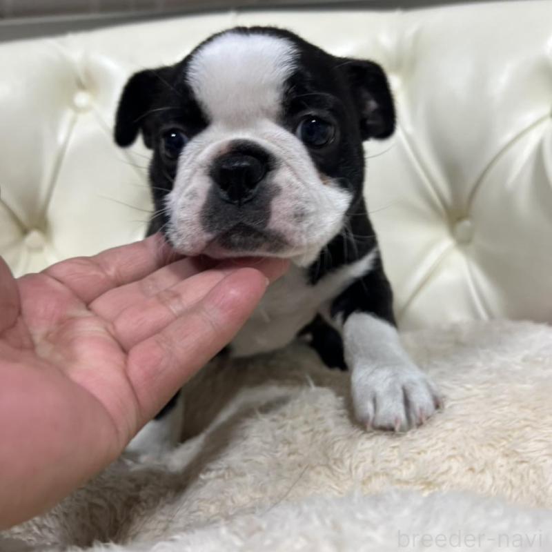 販売中の香川県のボストンテリア-425415の3枚目